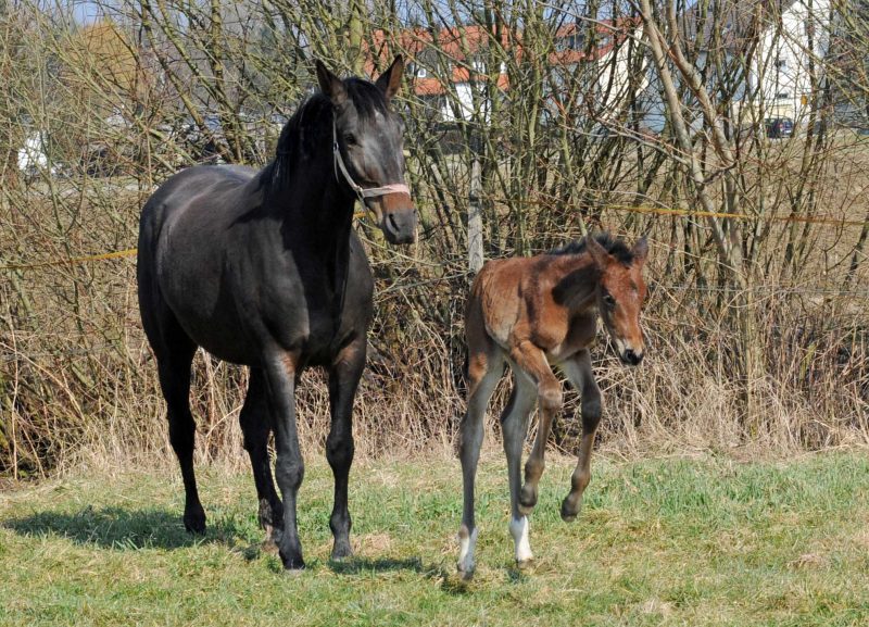 Willkommen! Geboren am Eulerhof: Anisha McDonald