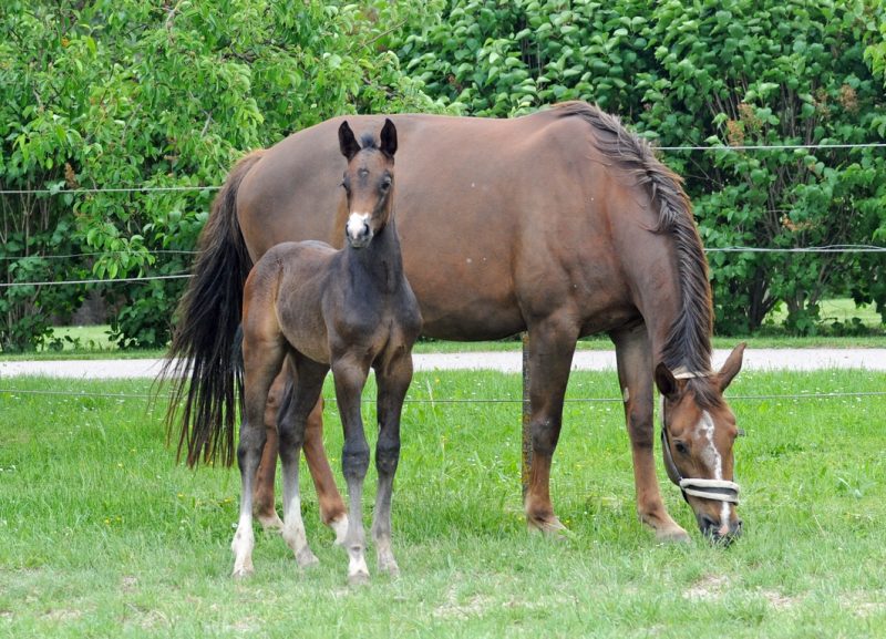 Willkommen! Geboren am Eulerhof: Cornet's Castiel