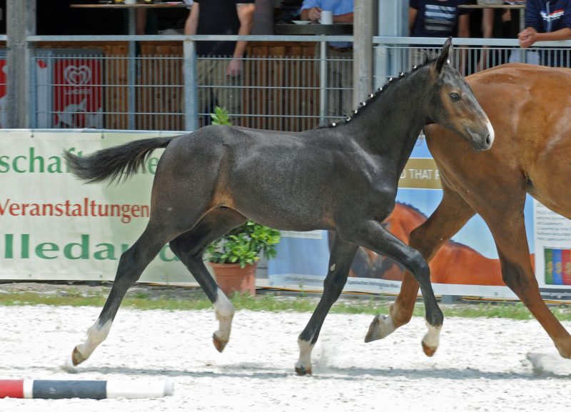 24. BayWa Fohlencup 2018: 6. Platz für Cornet's Castiel