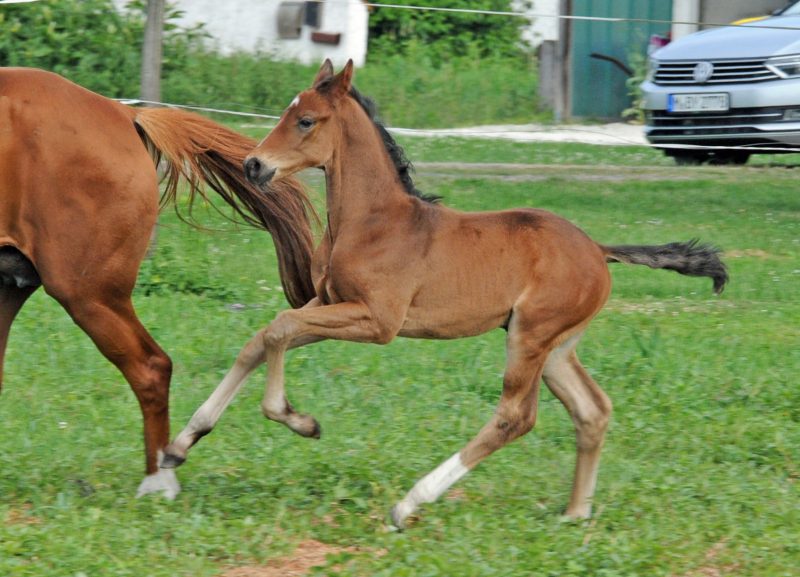 Willkommen! Geboren am Eulerhof: Despacito
