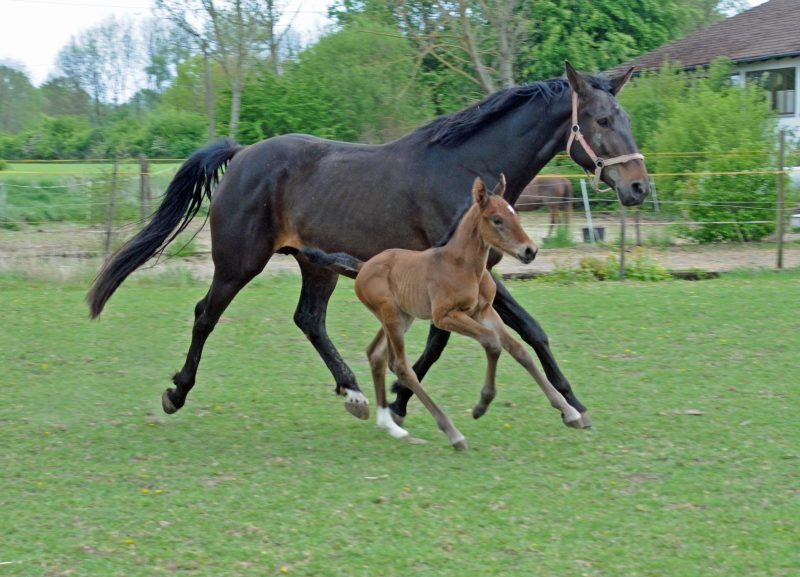 Willkommen! Geboren am Eulerhof: Luke McLandes
