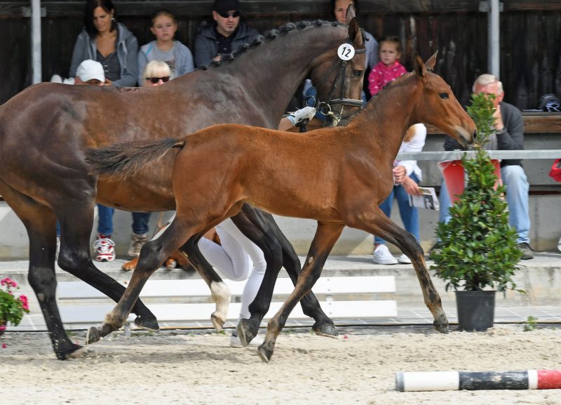 25. BayWa Fohlencup 2019: 4. Platz für Luke McLandes