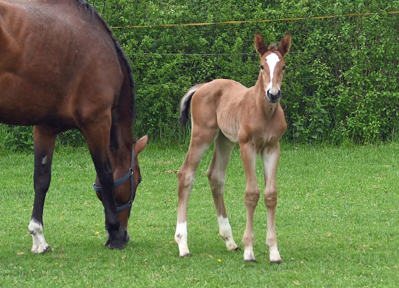 Willkommen! Geboren am Eulerhof: Oceana von Odessa