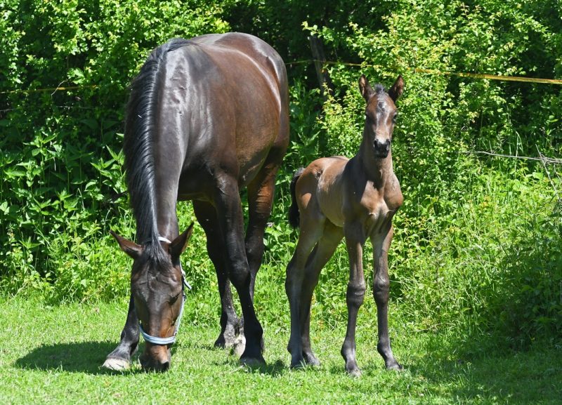 Willkommen! Geboren am Eulerhof: Chubby Checker II