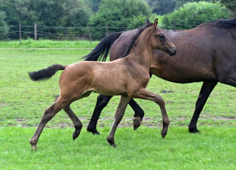 Fohlen loben 2021: Chubby Checker II