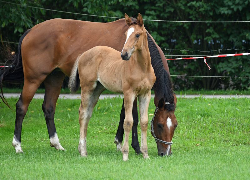 Fohlen loben 2021: Oceana von Odessa
