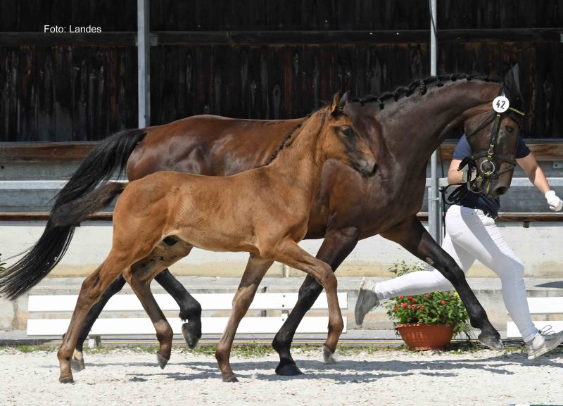26. Equistro Fohlencup: Chubby Checker II, Vize-Champion der springbetonten Hengstfohlen!