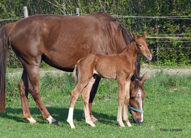 Willkommen! Geboren am Eulerhof: Werthvoll