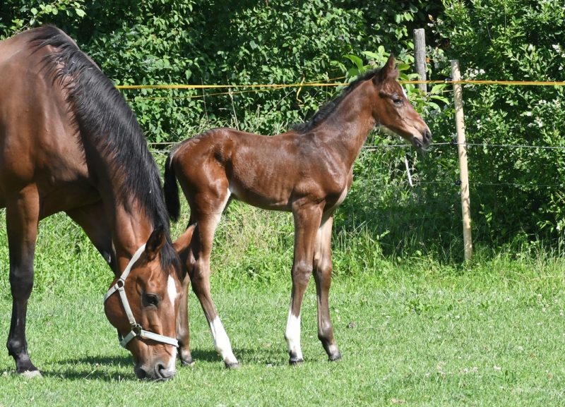 Willkommen! Geboren am Eulerhof: Cornet von Odessa II