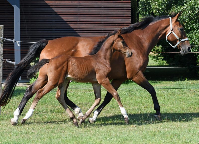 Fohlen loben 2022: Cornet von Odessa II