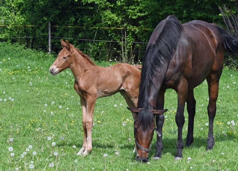 Willkommen! Geboren am Eulerhof: Jazzy James