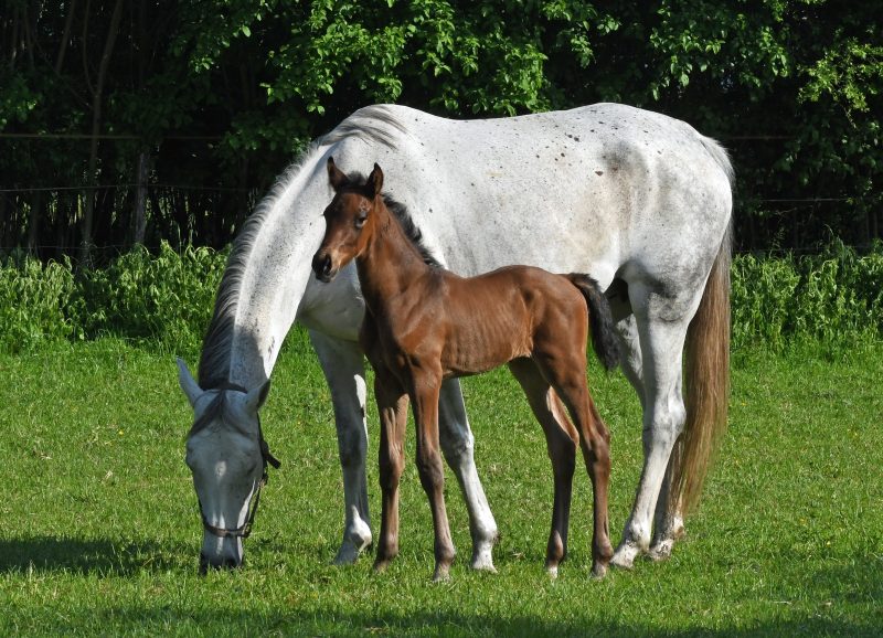 Willkommen! Geboren am Eulerhof: Che Guevara