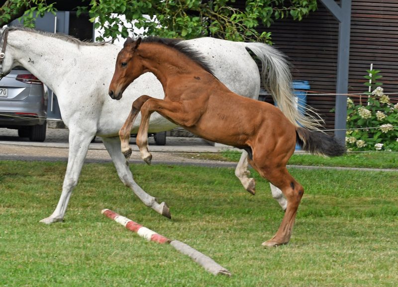 Fohlen loben 2023: Che Guevara