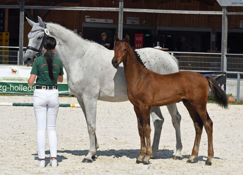 26. Equistro Fohlencup: 4. Platz für Che Guevara!