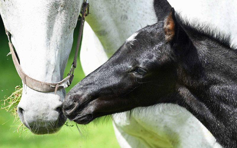 Willkommen! Geboren am Eulerhof: Che Guevara II