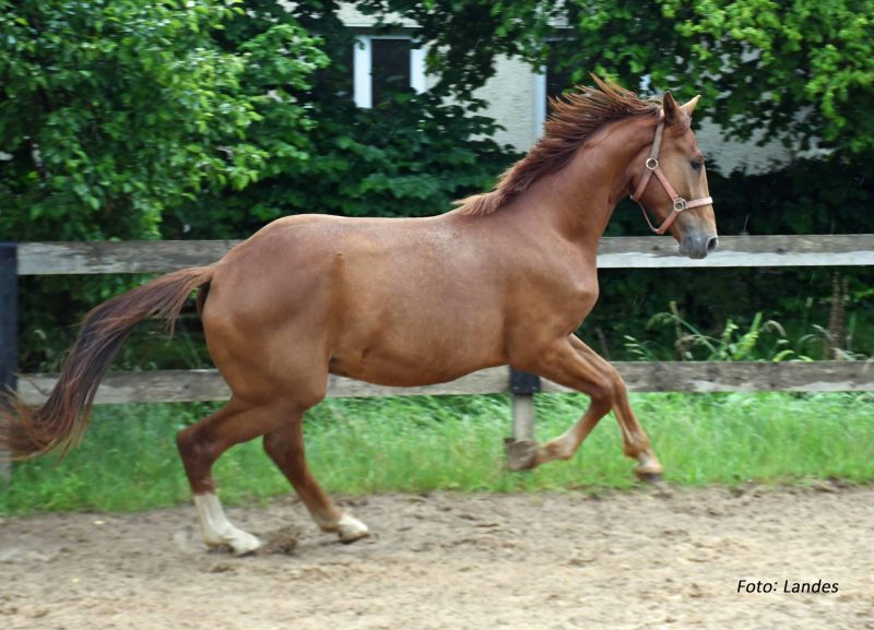 Besuch in der Aufzucht bei Werthvoll