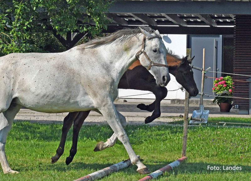 Fohlenloben 2024: Che Guevara II