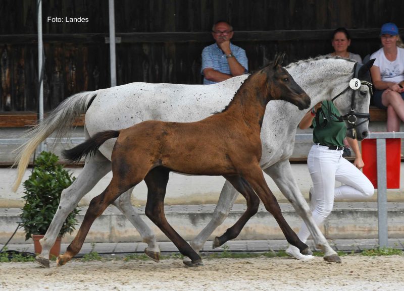 27. Equistro Fohlencup: 4. Platz für Che Guevara II!