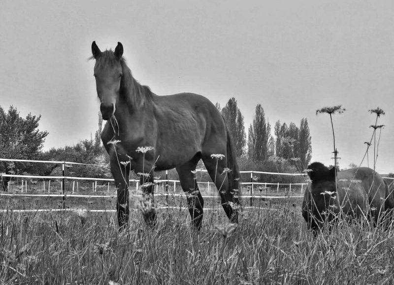 Mach's gut Che Guevara