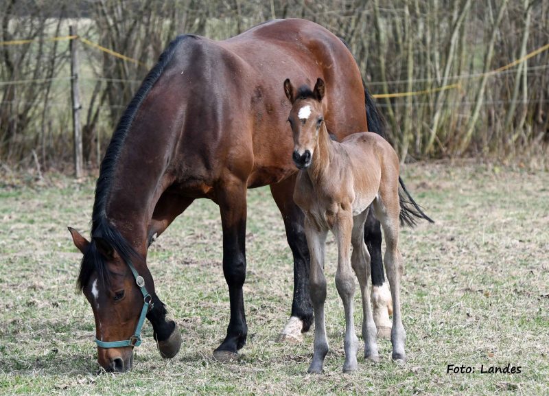 Willkommen! Geboren am Eulerhof: Chacco's High Volume