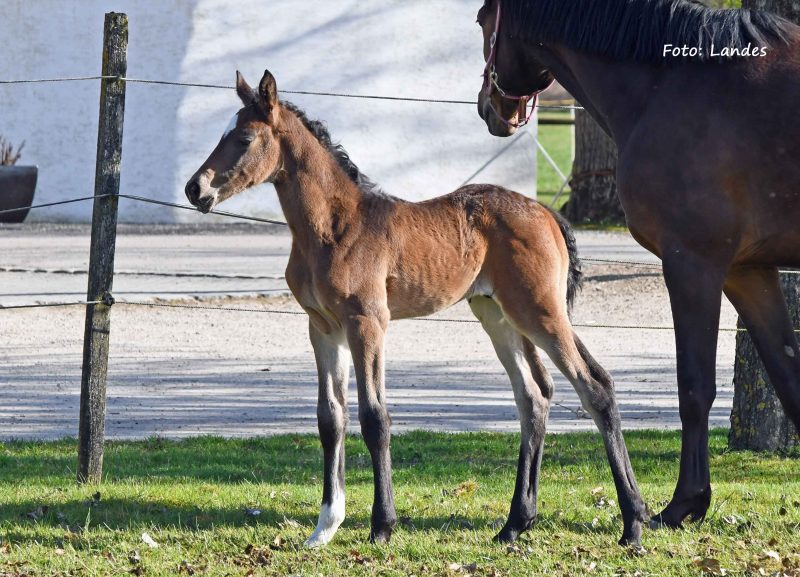 Willkommen! Geboren am Eulerhof: Balou Aurel