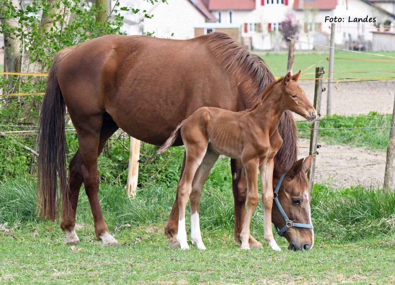 Willkommen! Geboren am Eulerhof: Werthvoll II