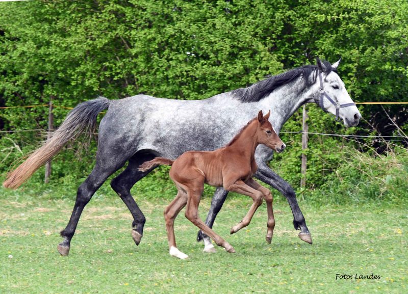 Willkommen! Geboren am Eulerhof: Siria's Estrella