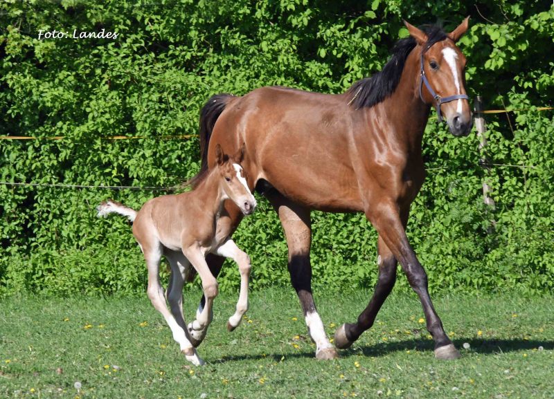 Willkommen! Geboren am Eulerhof: Atlantico von Odessa