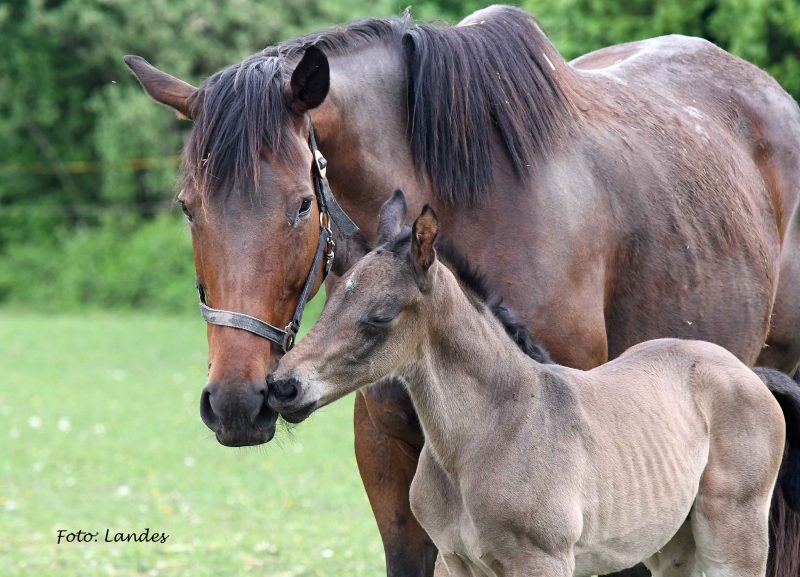 Willkommen! Geboren am Eulerhof: Edwards Dancer