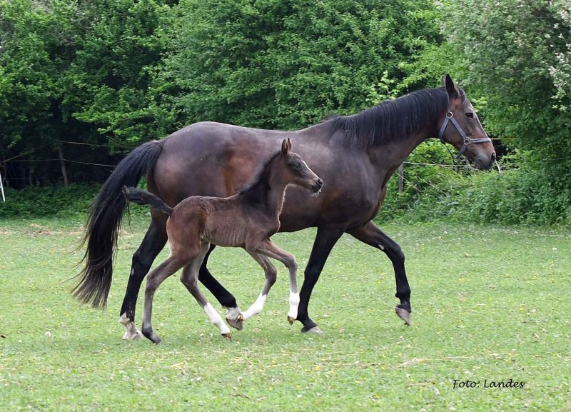Willkommen! Geboren am Eulerhof: Toujours Ami