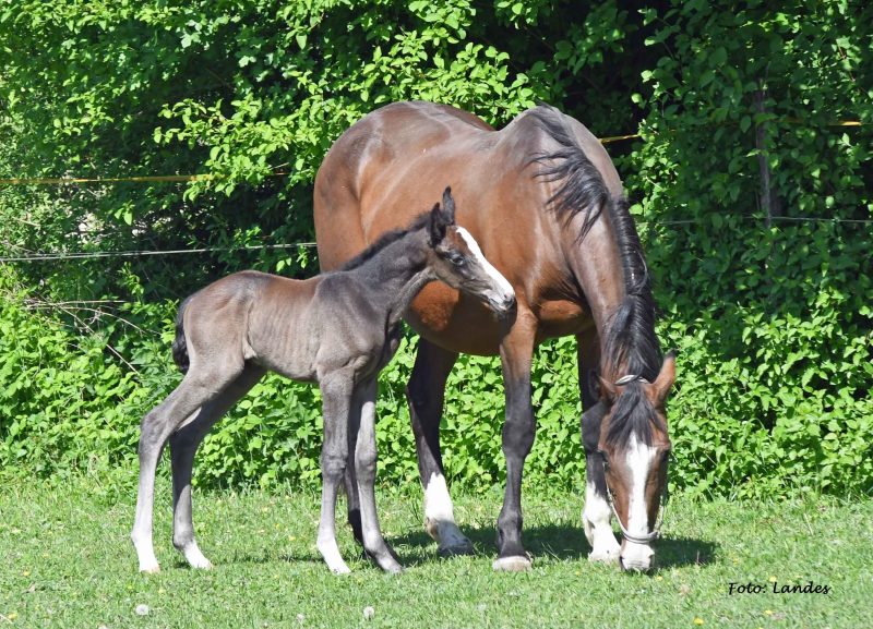 Willkommen! Geboren am Eulerhof: Odina Incipit
