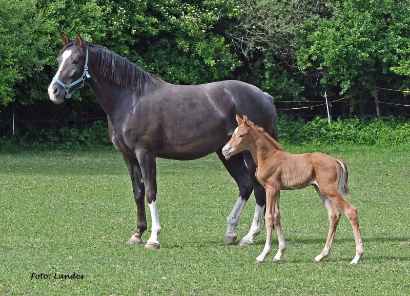 Willkommen! Geboren am Eulerhof: Viva Aviva