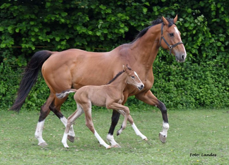 Willkommen! Geboren am Eulerhof: Diamantina du Borget