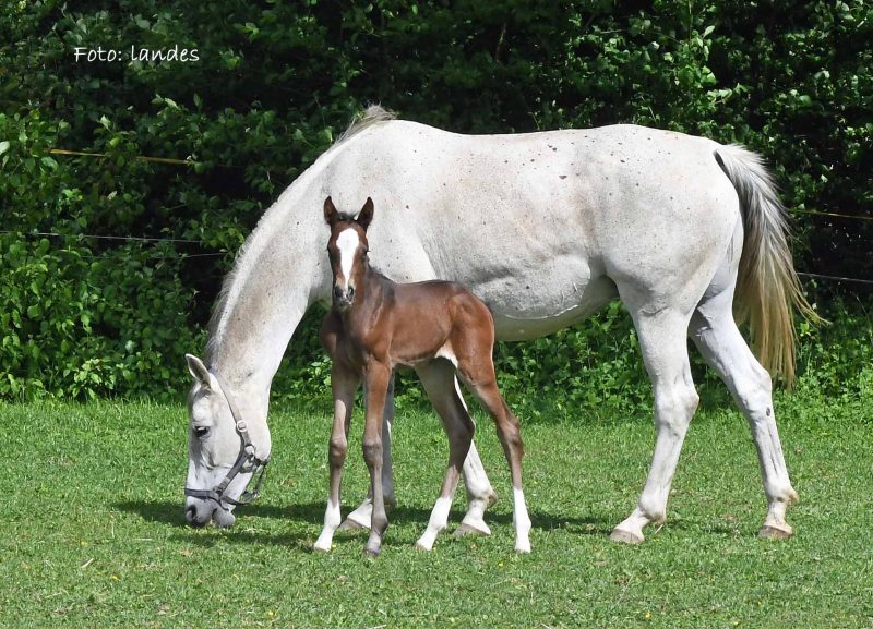 Willkommen! Geboren am Eulerhof: Duplexxa