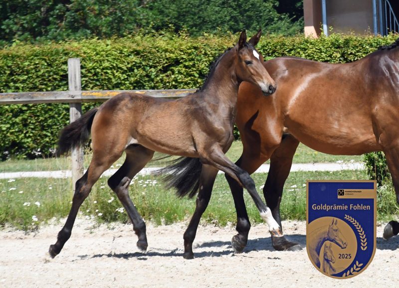 Siegerfohlen der Hannoveraner in Bayern: Balou Aurel