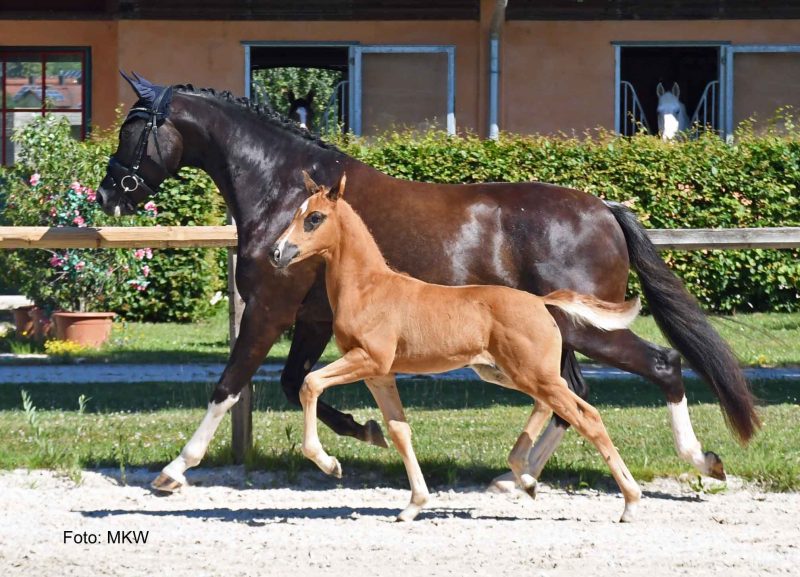 Fohlenschau der Hannoveraner in Bayern: Viva Aviva