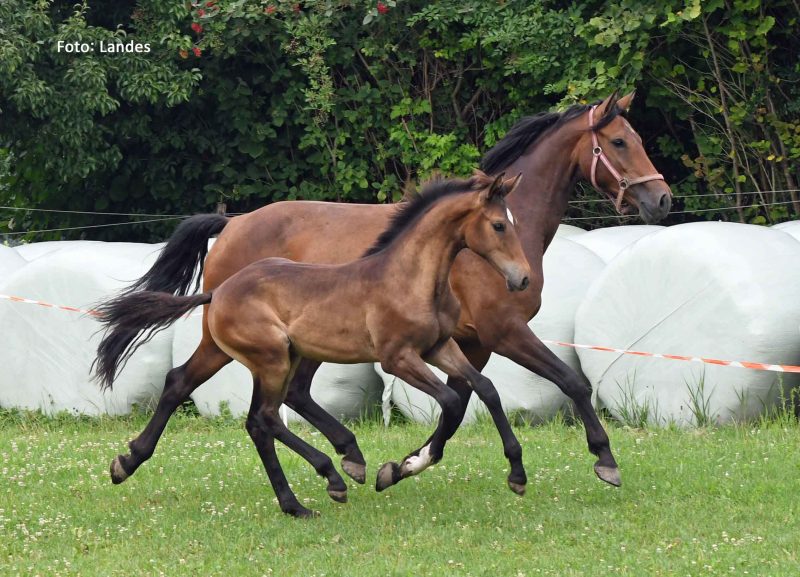 Fohlen loben 2025 Springen: Balou Aurel