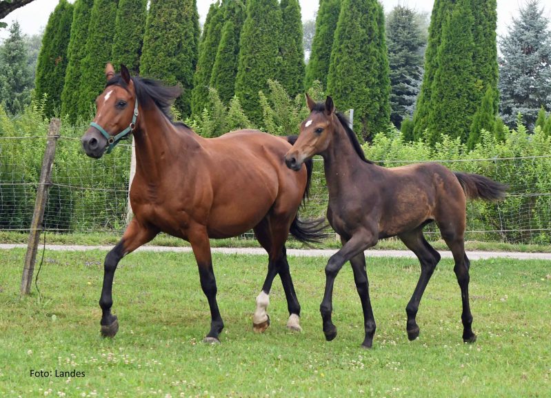 Fohlen loben 2025 Züchter Karl Gruber: Chaccos High Volume