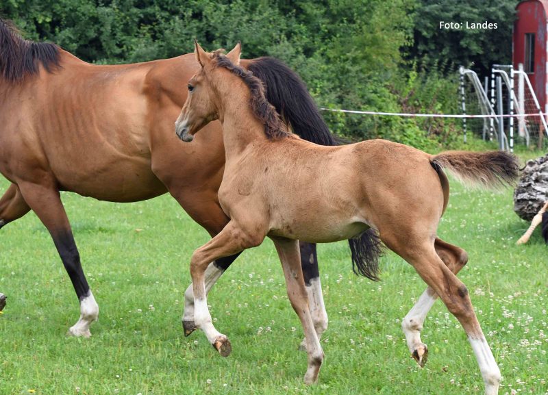 Fohlen loben 2025 Springen: Diamantina du Borget