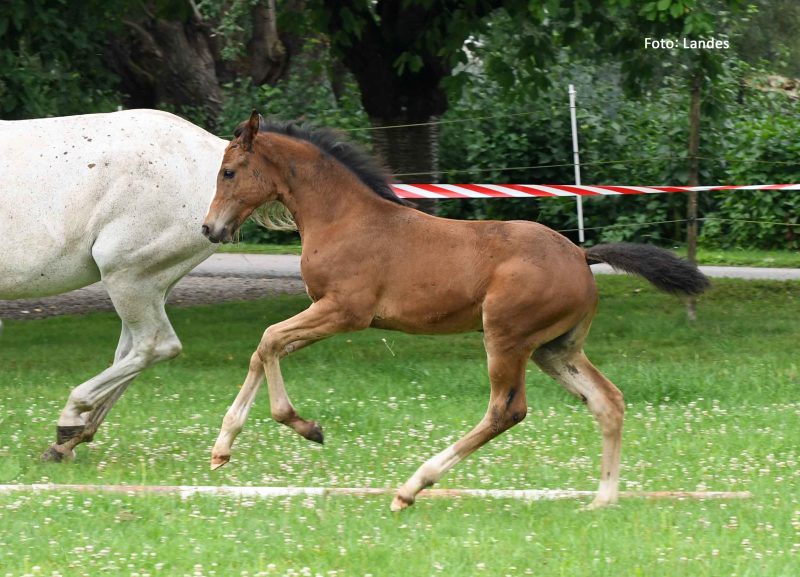Fohlen loben 2025 Vielseitigkeit: Duplexxa