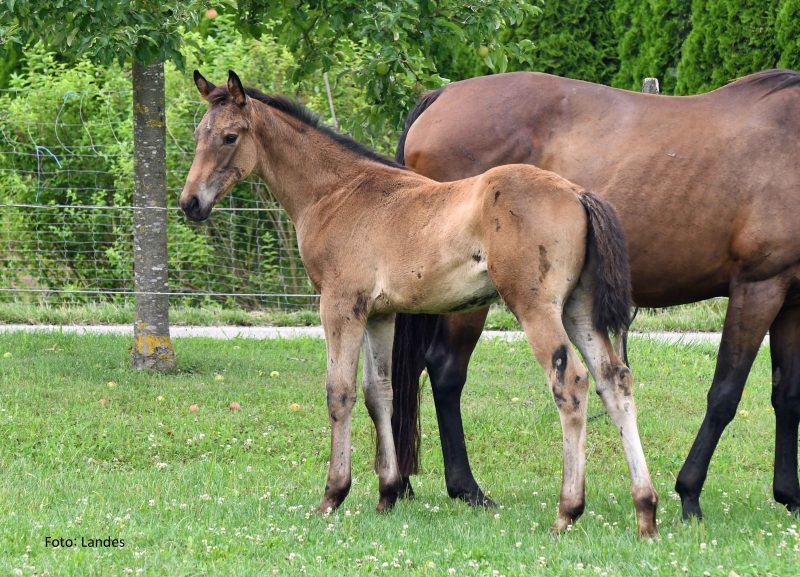 Fohlen loben 2025 Vielseitigkeit: Edwards Dancer