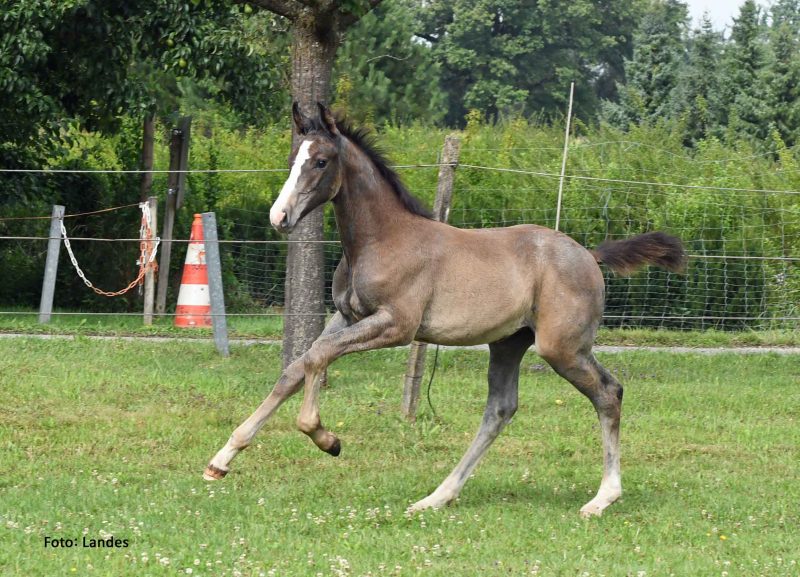 Fohlen loben 2025 Züchter Karl Gruber: Odina Incipit