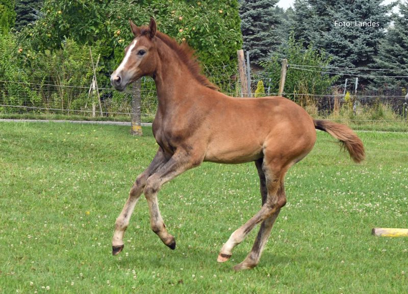 Fohlen loben 2025 Züchter Karl Gruber: Siria's Estrella