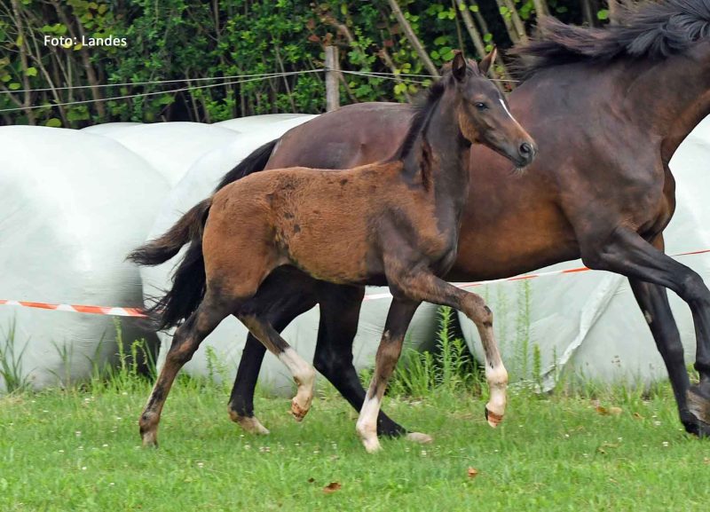 Fohlen loben 2025 Dressur: Toujours Ami