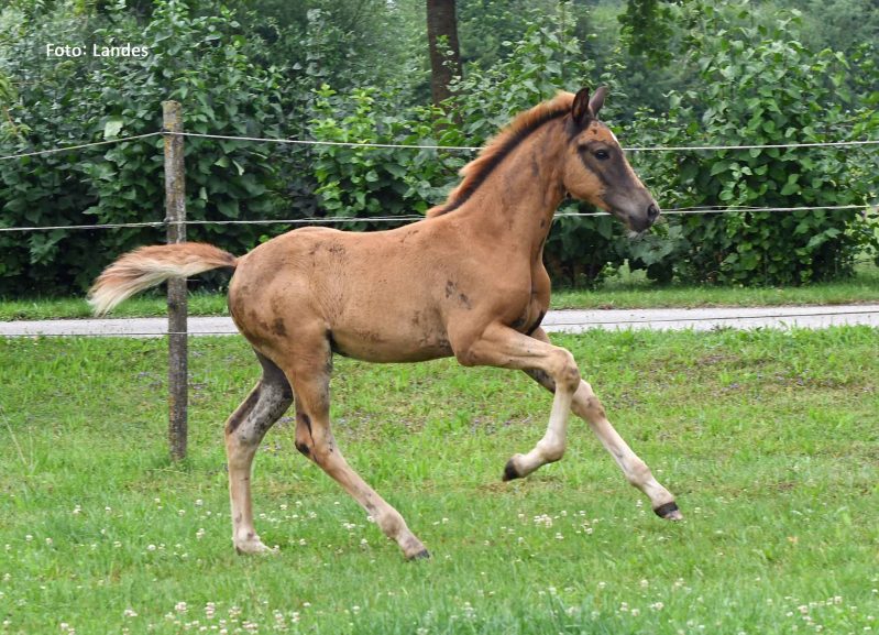 Fohlen loben 2025 Dressur: Viva Aviva