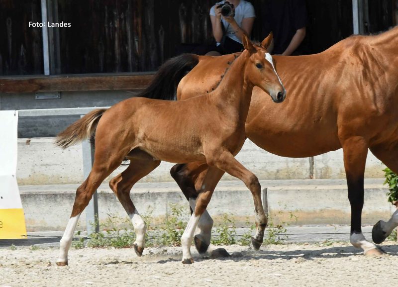 30. Equistro Fohlencup: 3. Platz für Diamantina du Borget!