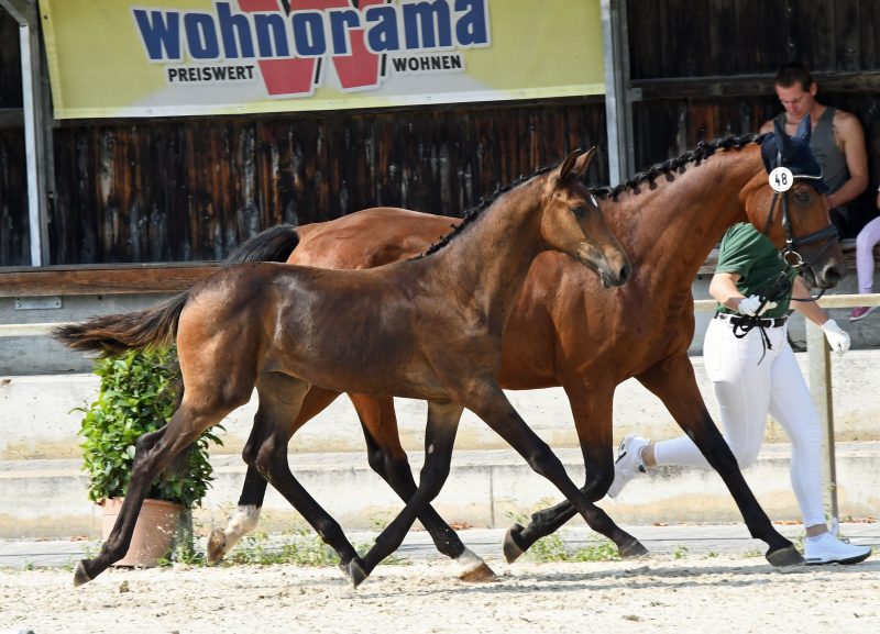 30. Equistro Fohlencup: 4. Platz für Chacco's High Volume!