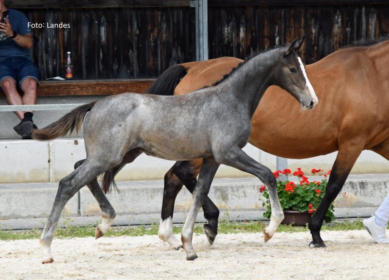 30. Equistro Fohlencup: 2. Platz für Odina Incipit!
