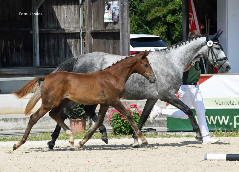 30. Equistro Fohlencup: 5. Platz für Siria's Estrella!