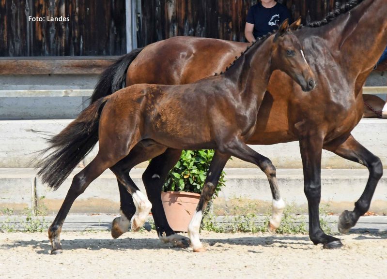 30. Equistro Fohlencup: 6. Platz für Toujours Ami!